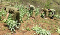 Cao Bằng: Phát hiện 3 điểm trồng cây thuốc phiện