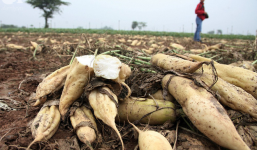 Hà Nội: CSGT 'giải cứu' củ cải cho bà con nông dân Tráng Việt