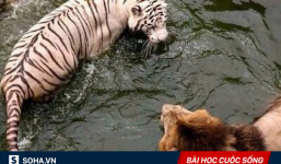 Đánh nhau kiệt sức, sư tử và hổ mới nhận ra lý do thực sự khiến chúng đổ máu