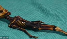 Bí ẩn về xác ướp 'người ngoài hành tinh' 15 năm được hé lộ, không ai ngờ thi thể lại thuộc về một bé gái