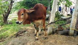 Bi hài cảnh tỉnh cấp bò giống, xã chia cho nhà cán bộ để...làm thịt
