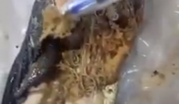 Phát hiện trong bụng cá có ổ giun, học sinh sợ hãi bỏ cơm