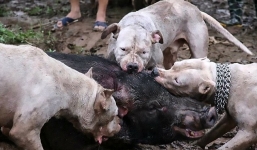 Để chó săn cắn xé lợn rừng: Người chơi coi là chuyện bình thường, nước nào cũng làm như vậy