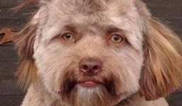 Lý giải khoa học đằng sau chú chó có khuôn mặt người đang gây bão mạng xã hội