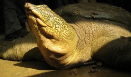 Rùa Hồ Gươm nằm trong nhóm 25 loài rùa cạn và nước ngọt nguy cấp nhất thế giới