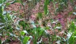 Ẩu đả kinh hoàng tại bãi ngô, 5 thanh niên thương vong