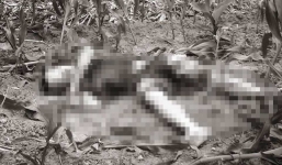 Nghi can chém chết người ở ruộng ngô ra đầu thú