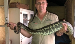 Chú trăn đi kiếm ăn nhưng nuốt nhầm chiếc dép, phải đi phẫu thuật để lấy ra