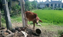 Phó Chủ tịch xã lý giải nguyên nhân vụ Cán bộ 'xẻ thịt' bò chính sách