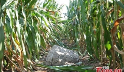 Sự thật đằng sau ngọn núi nhỏ nhất Trung Quốc chỉ cần một bước chân đã có thể trèo qua