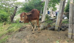 Mới nhất vụ tỉnh phát bò giống, xã cho cán bộ giết thịt: Xử lý nghiêm nếu cán bộ sai phạm