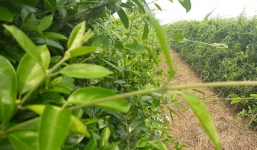 Thế giới công nhận một loại cây ở Việt Nam có nhiều hoạt chất chữa tiểu đường hiệu quả