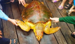 Ngư dân đánh lưới trên biển bắt được rùa vàng quý hiểm vàng óng nặng 80kg