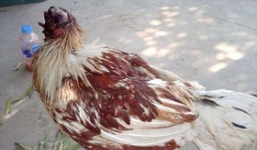 Chú gà bị chặt đầu một tuần vẫn sống, đi lại khỏe mạnh, người dân hiếu kỳ ùn ùn tới xem