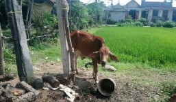 Cán bộ xã có dấu hiệu vi phạm trong vụ bò chính sách bị bán vào lò mổ ở Quảng Trị