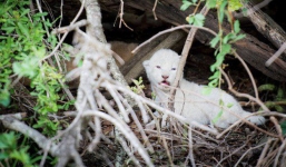 Phát hiện sư tử trắng cực quý hiếm lại siêu đáng yêu khiến cư dân mạng phát cuồng