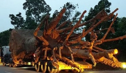 Đã xác định được nguồn gốc cây khủng vi vu trên Quốc lộ 1A