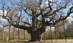 Huyền thoại Robin Hood từng trốn trong cây sồi này, nhưng đó chỉ là một trong những bí mật về “báu vật cổ thụ” ở nước Anh