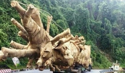 Thông tin bất ngờ vụ xe chở cây khủng như 'quái thú' ở Thừa Thiên - Huế