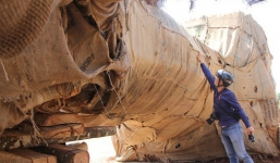 Hé lộ nguồn gốc 1 trong 3 cây 'siêu khủng' bị bắt ở Thừa Thiên - Huế