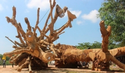 Vụ vận chuyển cây 'quái thú' vi vu hàng trăm km: Nếu kiểm lâm tiếp tay sẽ xử lý nghiêm