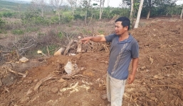 Chủ cây 'quái thú' ở Đắk Lắk: Người ta đưa tôi xấp giấy bảo ký