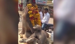 Xúc động khoảnh khắc khỉ con ôm chặt xác mẹ qua đời vì điện giật