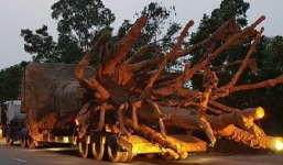Dấu hiệu bất thường khi cây 'siêu khủng' di chuyển công khai trên quốc lộ 1A