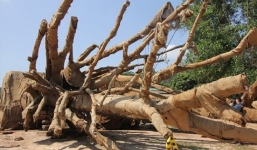 Vụ 3 cây cổ thụ 'khủng' bị bắt giữ: Thủ tục hoàn thành chóng vánh