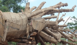 Vụ cây 'quái thú' bị tạm giữ: Người dân nói các cây như vậy toàn cho không 