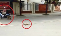 Clip cảm động: Chó mẹ chặn xe người đi đường để cầu cứu giúp đỡ chó con đang bị thương