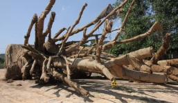 Hồ sơ 3 cây khủng được xác định 'đầy đủ, nguồn gốc rõ ràng'