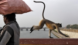 Truy lùng khỉ bắt cóc rồi làm rơi bé trai xuống giếng chết thương tâm