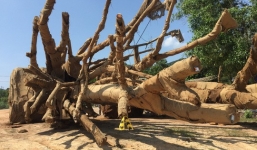 Mới nhất vụ 3 cây 'quái thú': Cơ quan nào chịu trách nhiệm xác nhận nguồn gốc?