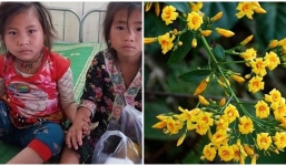 Thấy cây lạ có hoa đẹp, hai bé người Mông ăn thử suýt chết, không ngờ là cây lá ngón