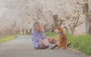 Giữ lời hứa chụp bà và chú chó dưới tầng hoa anh đào, câu chuyện của nhiếp ảnh gia Nhật Bản khiến bao người thổn thức