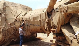 Để lọt xe chở cây 'quái thú' do CSGT tham gia “Đại hội Khỏe vì An ninh Tổ quốc”