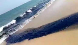 Dòng nước đen ngòm, hôi thối xả thẳng ra biển Mũi Né