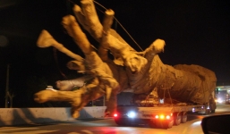 Vụ xe chở cây 'quái thú khủng': Kỳ lạ CSGT 16 tỉnh thành đều bị 'qua mặt'?