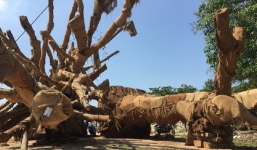 Vụ 3 cây 'siêu khủng' bị bắt giữ tại Huế: Công an điều tra những người liên quan