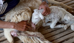 Hàng trăm con cừu chết do hạn hán ở Ninh Thuận