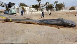 Cá nhà táng chết dạt vào bờ biển, các nhà môi trường lo ngại khi phát hiện 29 kg rác thải trong bụng con vật xấu số