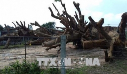 Yêu cầu Kiểm lâm các tỉnh báo cáo tình hình khai thác, vận chuyển cây cổ thụ