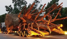 Tài xế vận chuyển 3 cây khổng lồ khai chiêu thức bí mật né hàng chục trạm CSGT