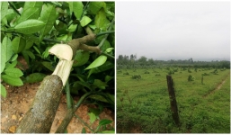 Người nông dân khóc ròng khi bị kẻ gian chặt phá hơn 160 cây ăn bưởi Phúc Trạch