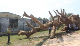 Thông tin bất ngờ về nguồn gốc cây đa sộp 'siêu khủng' còn lại 