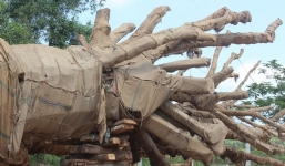 Bộ GTVT chỉ đạo nóng vụ xe chở cây xanh 'khủng' qua mặt CSGT