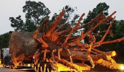 Chiêu thức giúp tài xế chở 3 cây quái thú thoát CSGT nhiều tỉnh thành