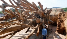 Bí ẩn điểm đến của 3 cây đa 'siêu khủng' bị bắt giữ tại Huế?