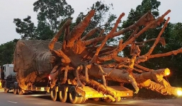 Mới nhất vụ 3 cây 'quái thú khủng': Công an Thừa Thiên Huế thông tin chính thức